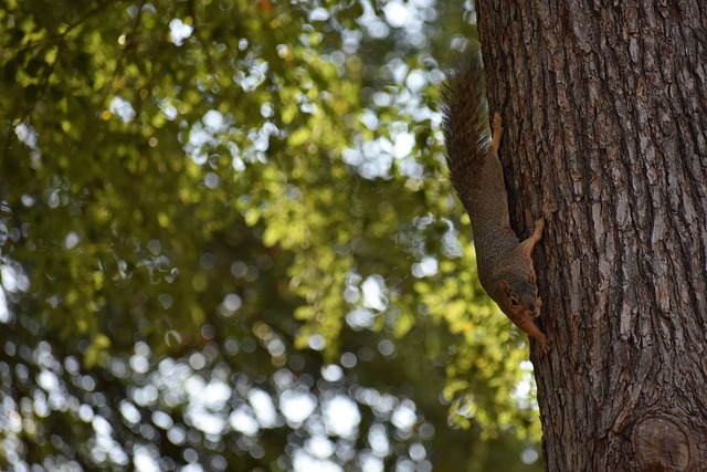 选拜仁还是药厂去击败外星人球队以拯救地球？穆勒：当然是拜仁.